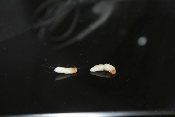 Les gouttes pour les chats des helminthes sur le garrot